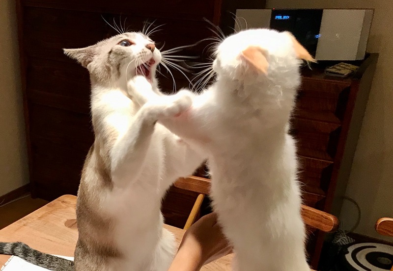 けんか吊りを文章で解説 仕組みをわかりやすく理解する